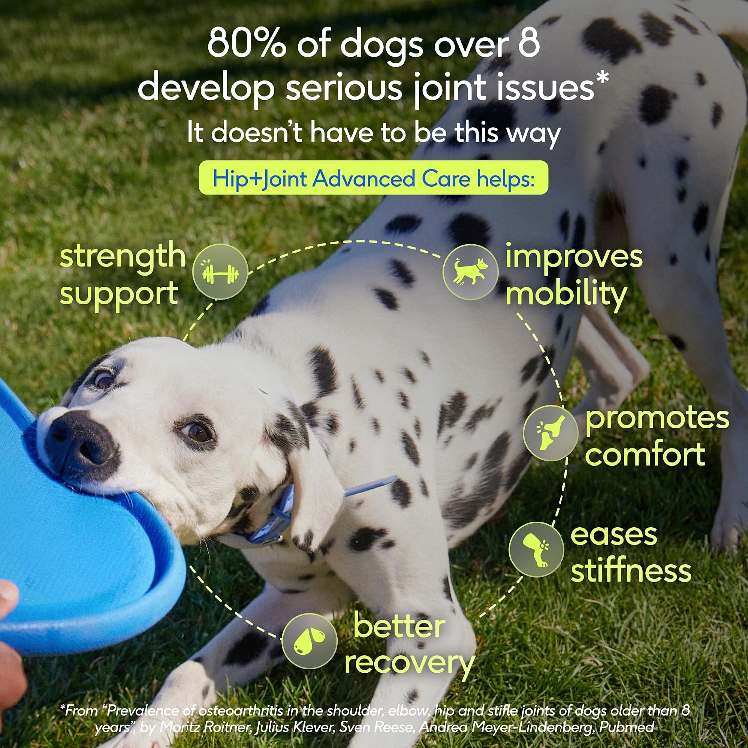 Native Pet Hip & Joint Advanced Care Dog Joint Supplement Powder for Mobility & Movement Support, Joint Supplement for Dogs with HMB, UC-II Collagen, Green Lipped Mussel & Hyaluronic Acid – 30 Scoops
