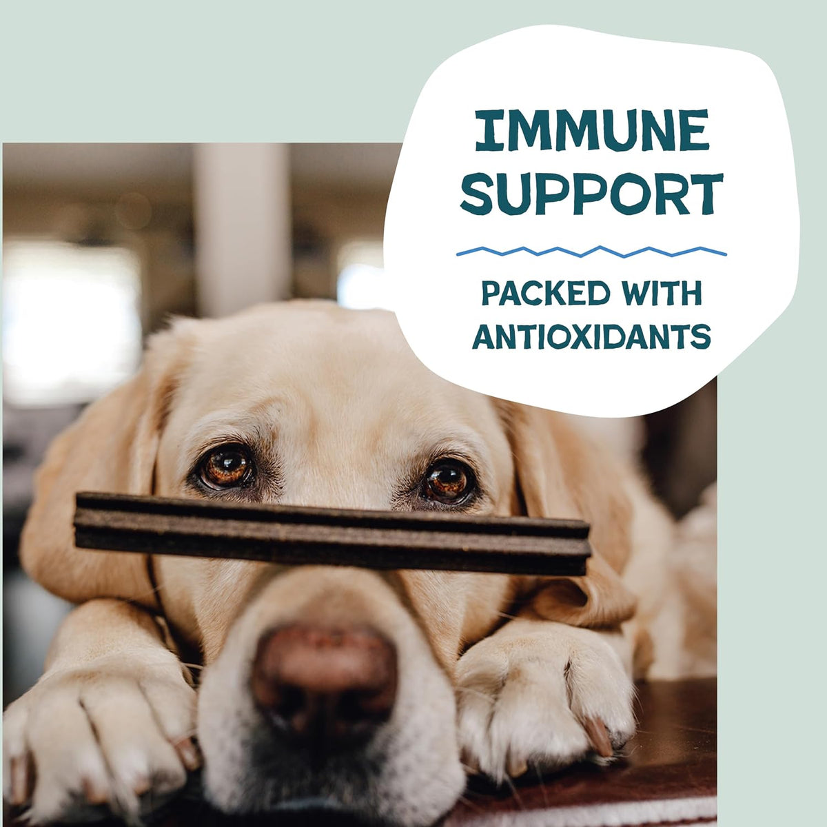 Shameless Pets Blueberry & Mint Dental Chews for Dogs, 8 Chews - Natural Dog Teeth Cleaning Treats with Fresh Breath Benefits | Grain-Free Dental Sticks for Small, Medium & Large Dogs